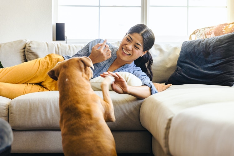 Happy Woman With Playful Dog At Home
