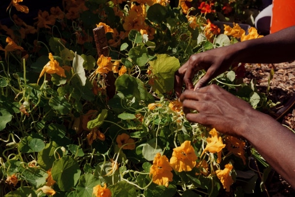 Farmer picking edible flowers