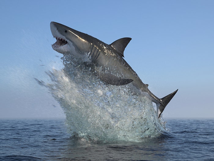 Shark jumps out of water outside on clear day with splash, mouth open.
