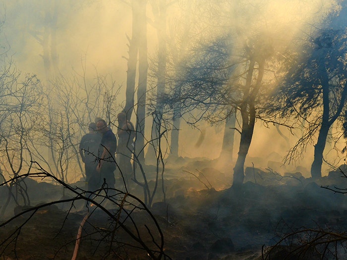 Two firefighters use water on fire in smoky forest. Yellow, blue, grey tones, dark shadows and trees. Climate change concept.
