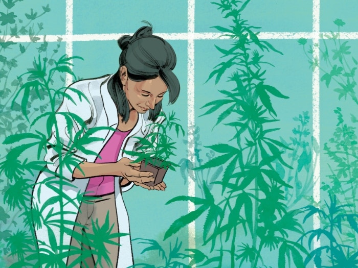 Illustration of female scientist examining marijuana plant in laboratory in lab coat and casual clothes.