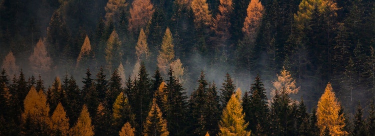 From afar, landscape photo of evergreen trees, some in bright fall colours. Moody, rich fall tones; fog