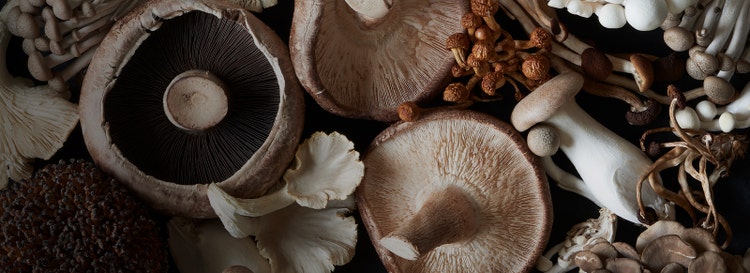 Closeup of assorted edible raw mushrooms in cool muted fall browns. Enoki, cremini, oyster, shiitake.
