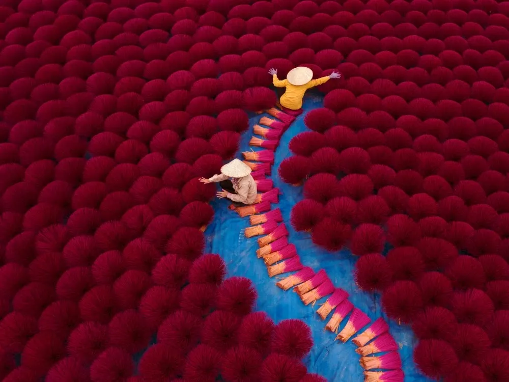 Aerial view of Vietnamese workers picking incense sticks from an incense field in Huyện Ứng Hòa, Hanoi, Vietnam. By AmazingAerialAgency